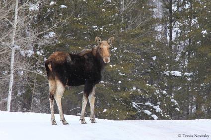 Gunflint Trail Moose by Travis Novitsky